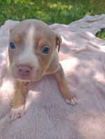 ABA Registered Romeo, a male American Bully for sale in Evergreen, AL – Photo 1 of 4