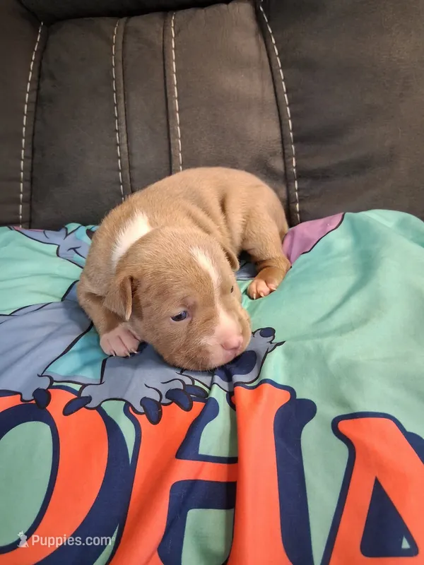 ABA registered Storm – American Bully puppy for sale in Evergreen, AL