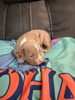 Storm, a male American Bully for sale in Evergreen, AL – 2 of 9