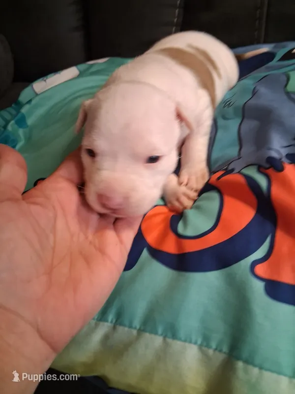 Sunshine  – American Bully puppy for sale in Evergreen, AL