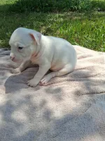 ABA registered Blizzard , a male American Bully for sale in Evergreen, AL – 8 of 10