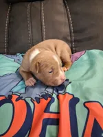 Storm, a male American Bully for sale in Evergreen, AL – 5 of 9
