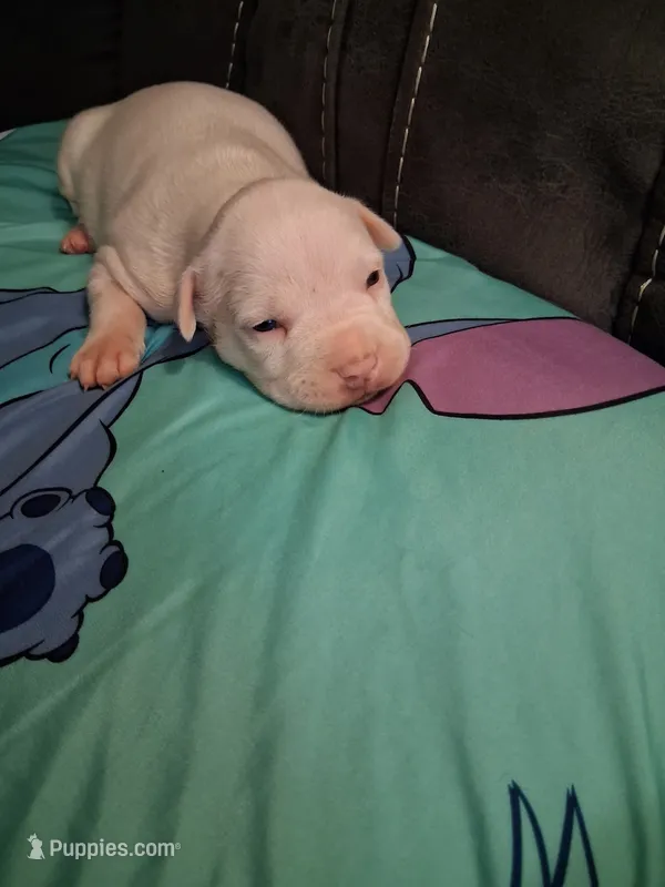 Blizzard  – American Bully puppy for sale in Evergreen, AL