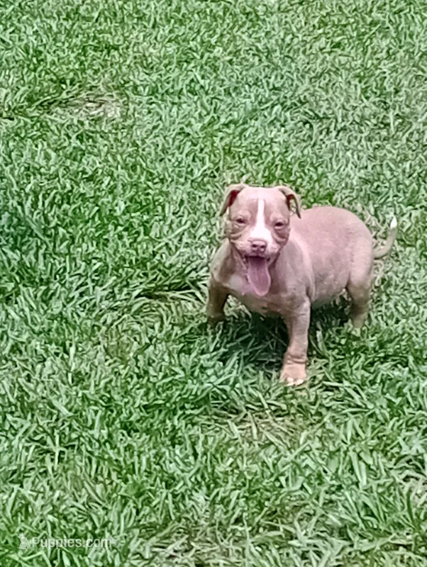 ABA Registered Romeo – American Bully puppy for sale in Evergreen, AL