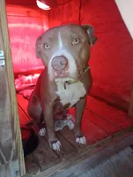 Sunshine , a female American Bully for sale in Evergreen, AL – 7 of 8