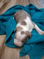 Summer, a female American Bully for sale in Evergreen, AL – 5 of 9