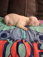 Blizzard , a male American Bully for sale in Evergreen, AL – 3 of 9