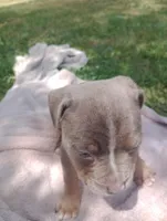 ABA Registered Nova, a female American Bully for sale in Evergreen, AL – Photo 2 of 7