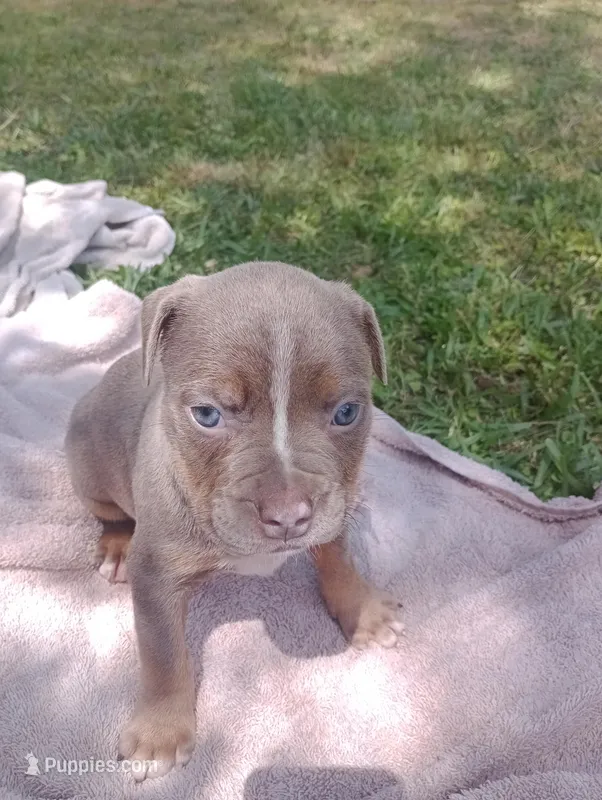 ABA Registered Nova – American Bully puppy for sale in Evergreen, AL