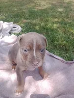ABA Registered Nova, a female American Bully for sale in Evergreen, AL – Photo 1 of 7