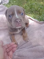 ABA Registered Nova, a female American Bully for sale in Evergreen, AL – Photo 6 of 7