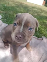ABA Registered Nova, a female American Bully for sale in Evergreen, AL – Photo 3 of 7