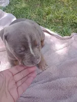ABA Registered Nova, a female American Bully for sale in Evergreen, AL – Photo 7 of 7