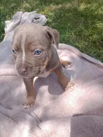 ABA Registered Nova, a female American Bully for sale in Evergreen, AL – Photo 5 of 7