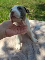 ABA registered Summer, a female American Bully for sale in Evergreen, AL – 7 of 10