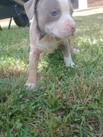 ABA Registered Marley, a female American Bully for sale in Evergreen, AL – Photo 4 of 5