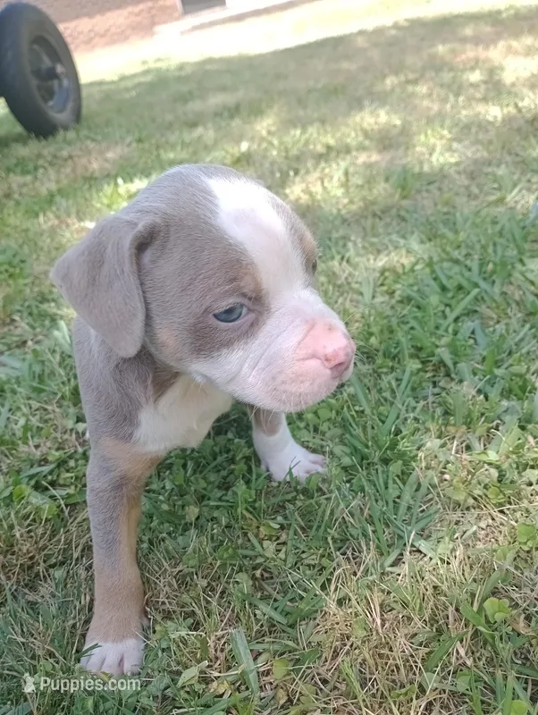 ABA Registered Marley – American Bully puppy for sale in Evergreen, AL