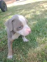 ABA Registered Marley, a female American Bully for sale in Evergreen, AL – Photo 1 of 5