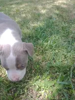 ABA Registered Marley, a female American Bully for sale in Evergreen, AL – Photo 3 of 5