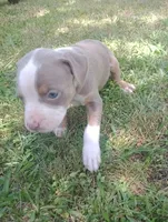 ABA Registered Marley, a female American Bully for sale in Evergreen, AL – Photo 5 of 5