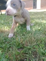 ABA Registered Marley, a female American Bully for sale in Evergreen, AL – Photo 2 of 5