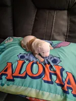 Sunshine , a female American Bully for sale in Evergreen, AL – 4 of 8