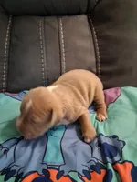 Storm, a male American Bully for sale in Evergreen, AL – 4 of 9