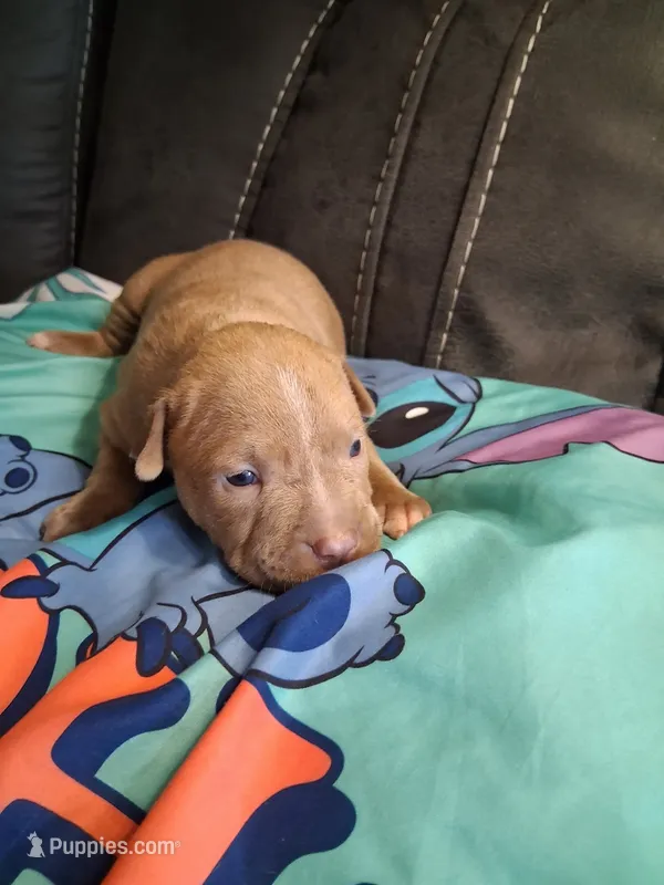 Rain – American Bully puppy for sale in Evergreen, AL
