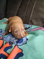 Rain, a male American Bully for sale in Evergreen, AL – 1 of 7