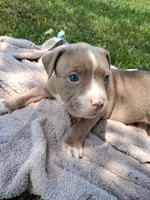 ABA registered Storm, a male American Bully for sale in Evergreen, AL – 9 of 9
