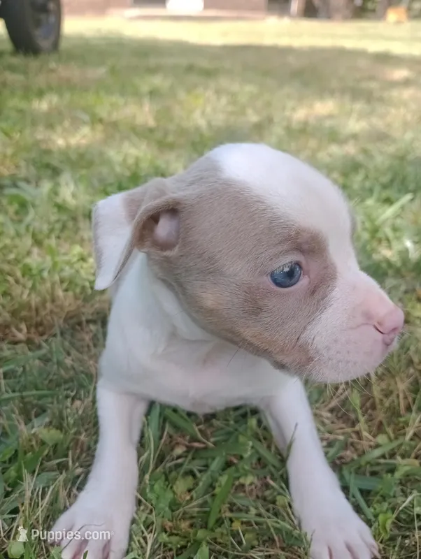 ABA Registered Tinkerbell – American Bully puppy for sale in Evergreen, AL