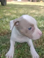 ABA Registered Tinkerbell, a female American Bully for sale in Evergreen, AL – Photo 1 of 4