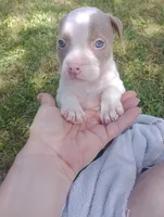 ABA Registered Tinkerbell, a female American Bully for sale in Evergreen, AL – Photo 3 of 4