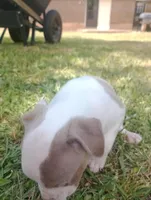 ABA Registered Tinkerbell, a female American Bully for sale in Evergreen, AL – Photo 2 of 4