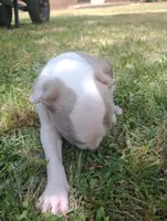 ABA Registered Tinkerbell, a female American Bully for sale in Evergreen, AL – Photo 4 of 4