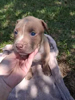 ABA registered Rain, a male American Bully for sale in Evergreen, AL – 8 of 10