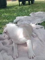 ABA Registered Cupid, a male American Bully for sale in Evergreen, AL – Photo 4 of 5