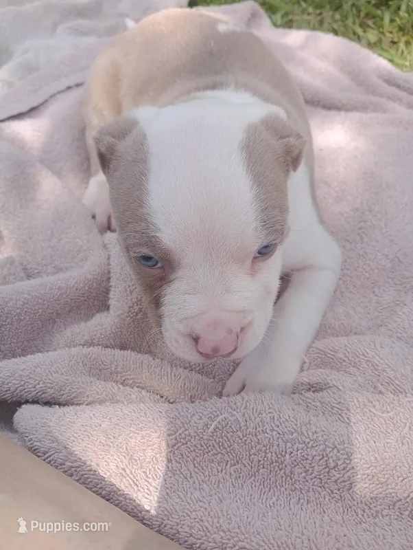 ABA Registered Cupid – American Bully puppy for sale in Evergreen, AL