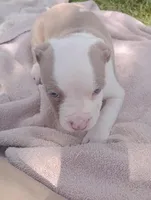 ABA Registered Cupid, a male American Bully for sale in Evergreen, AL – Photo 1 of 5