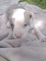 ABA Registered Cupid, a male American Bully for sale in Evergreen, AL – Photo 2 of 5