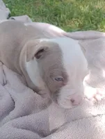 ABA Registered Cupid, a male American Bully for sale in Evergreen, AL – Photo 3 of 5