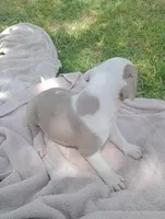 ABA Registered Cupid, a male American Bully for sale in Evergreen, AL – Photo 5 of 5