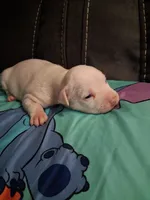 Blizzard , a male American Bully for sale in Evergreen, AL – 2 of 9