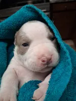 Summer, a female American Bully for sale in Evergreen, AL – 2 of 9