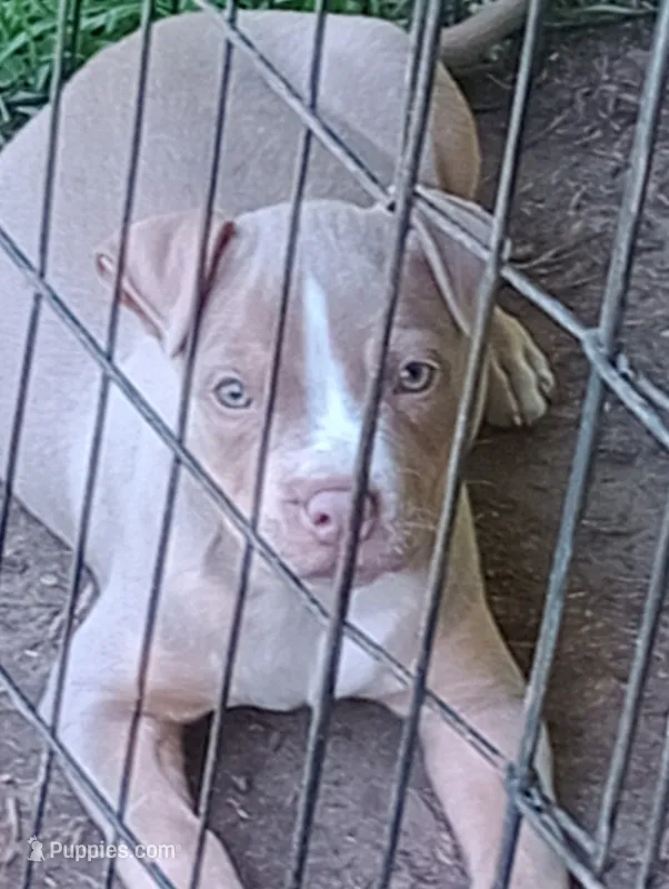 ABA Registered Romeo – American Bully puppy for sale in Evergreen, AL
