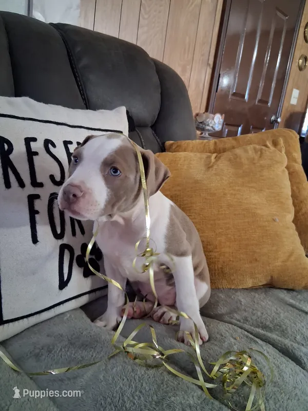 ABA registered Summer – American Bully puppy for sale in Evergreen, AL