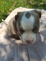 ABA registered Summer, a female American Bully for sale in Evergreen, AL – 9 of 10