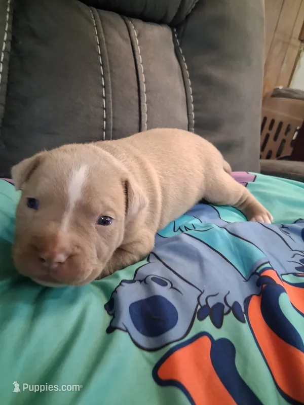Thunder  – American Bully puppy for sale in Evergreen, AL