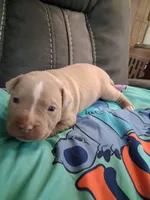 Thunder , a male American Bully for sale in Evergreen, AL – 1 of 8