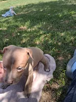 ABA registered Rain, a male American Bully for sale in Evergreen, AL – 10 of 10